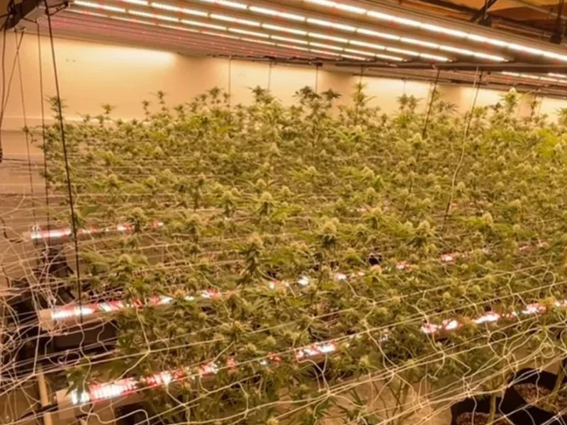 Compare Cheap Grow Light Types