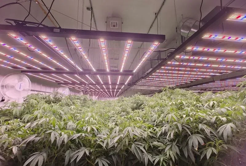 Top 5 LED Grow Lights for Sale in 2026