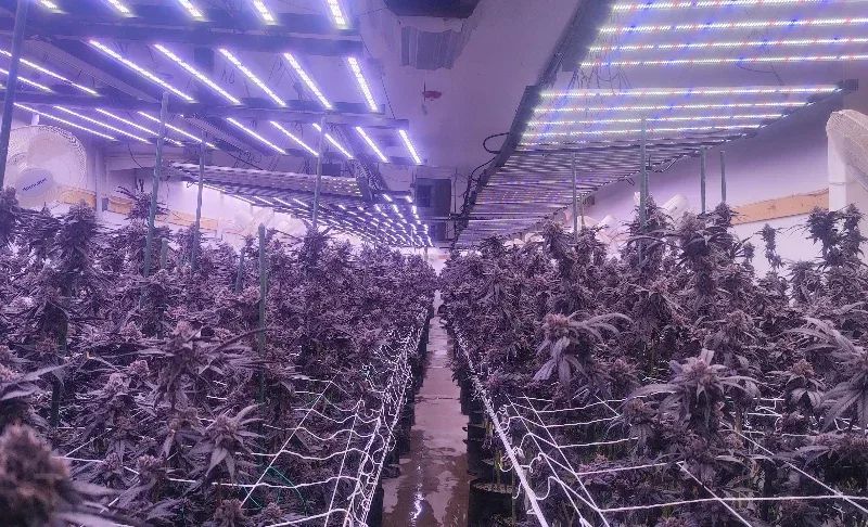 4x4 Grow Light Comparison Table