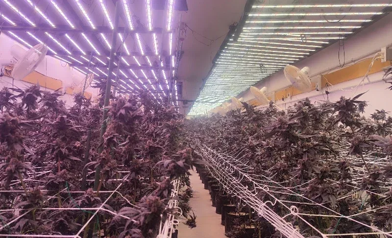 Best LED Grow Lights: 2025 Buyer’s Guide and Top Picks