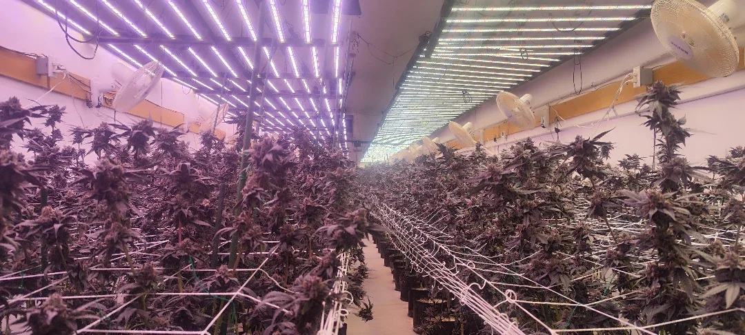 Best LED Grow Lights: 2025 Buyer’s Guide and Top Picks