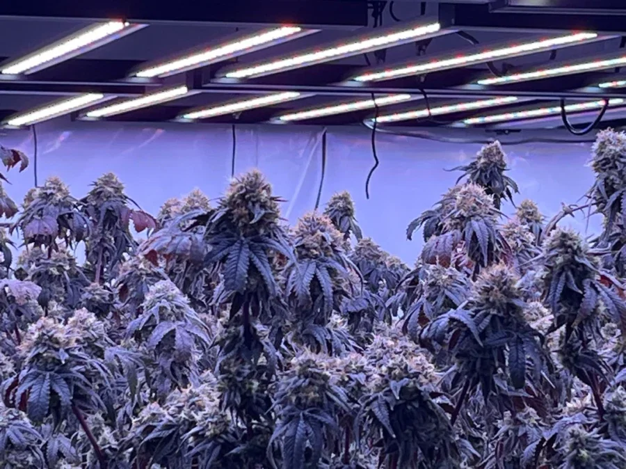 Best LED Grow Lights for Indoor Plants: From Herbs to Houseplants
