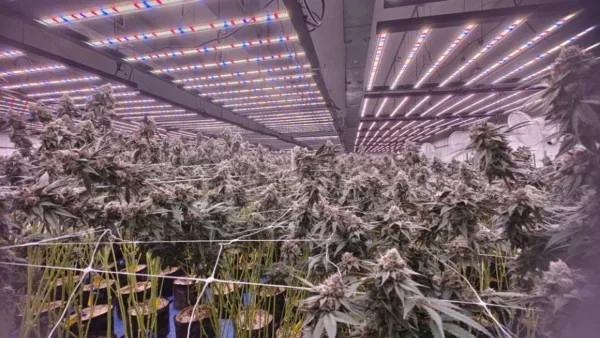Best LED Grow Lights for Indoor Plants Ranked for 2026