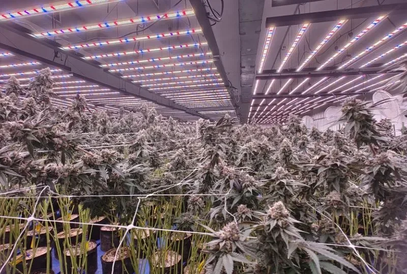 Best LED Grow Lights for Indoor Plants Ranked for 2026