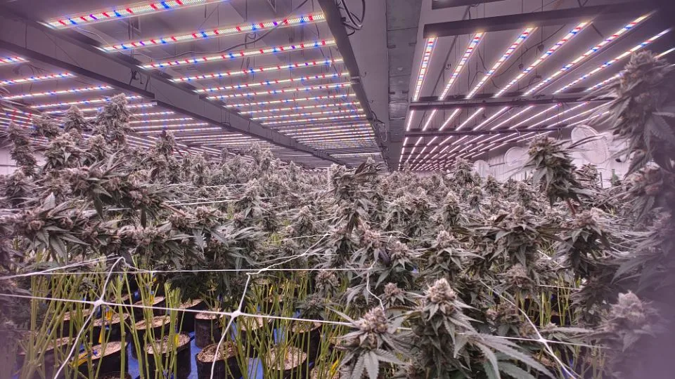Best LED Grow Lights for Indoor Plants Ranked for 2026