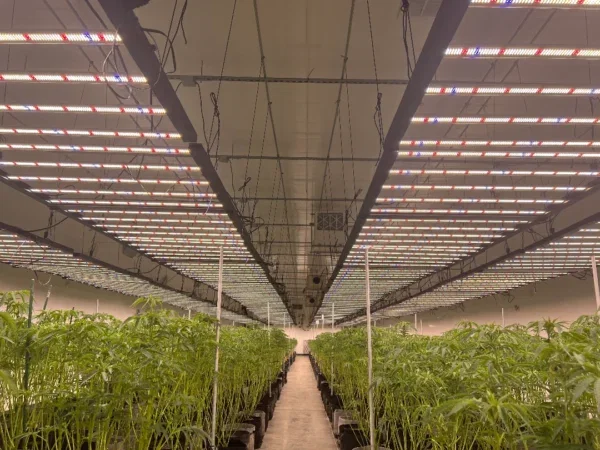 Cannabis LED Grow Lights: Spectrum, Intensity and Safety Basics