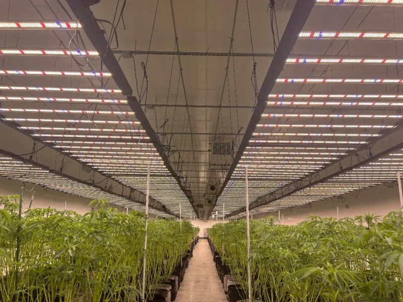 Cannabis LED Grow Lights: Spectrum, Intensity and Safety Basics