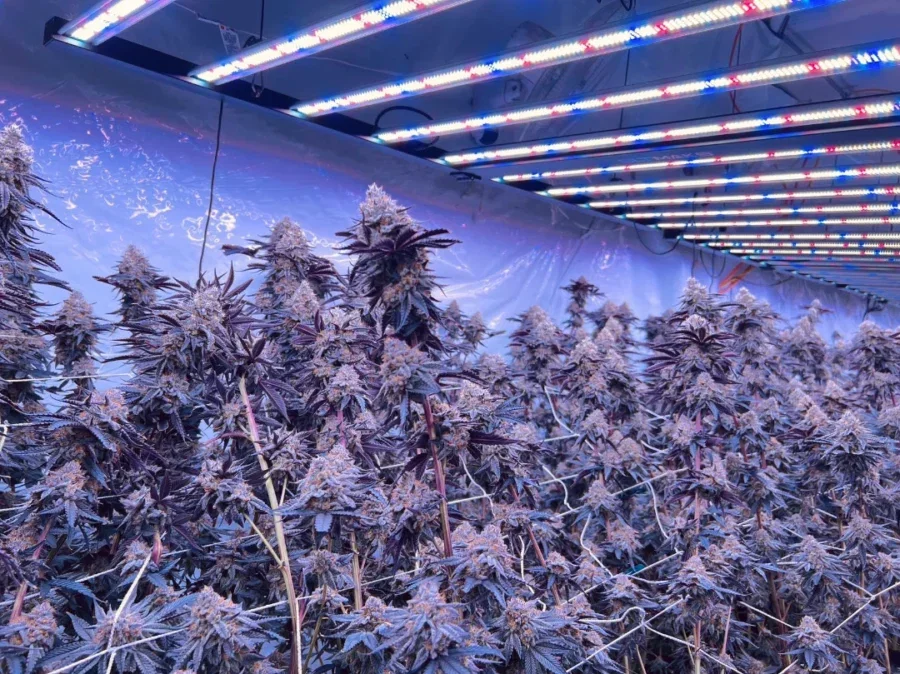 Full Spectrum LED Grow Lights for Indoor Plants: Natural Sunlight Indoors