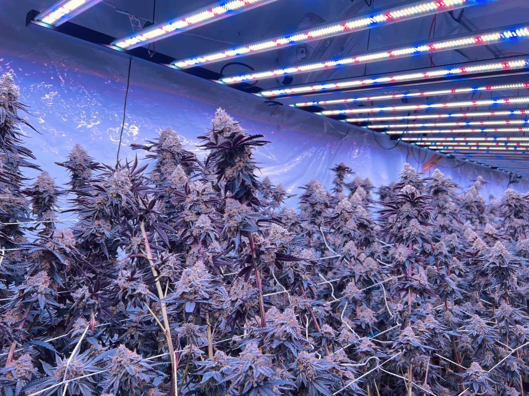 Full Spectrum LED Grow Lights for Indoor Plants: Natural Sunlight Indoors