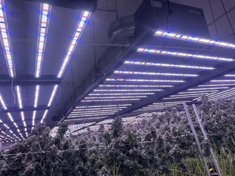 Indoor LED Plant Grow Light Coverage, Hanging Height and Tips