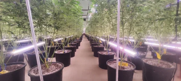 LED Grow Light Bar: Slim, Stackable Lights for Vertical Growing
