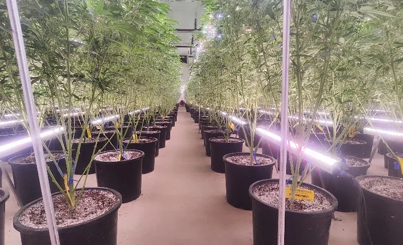LED Grow Light Bar: Slim, Stackable Lights for Vertical Growing