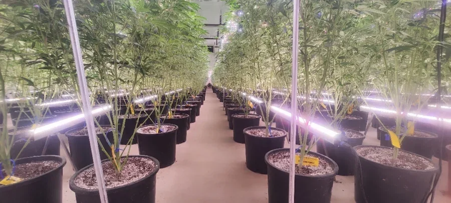 LED Grow Light Bar: Slim, Stackable Lights for Vertical Growing