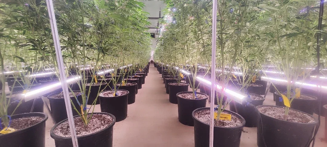 LED Grow Light Bar: Slim, Stackable Lights for Vertical Growing