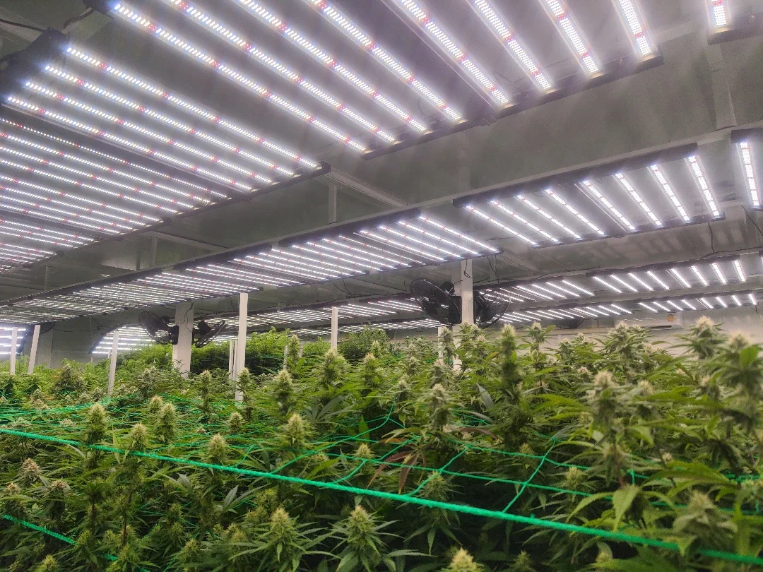 unable Spectrum LED Grow LightsCoverage and Power Needs
