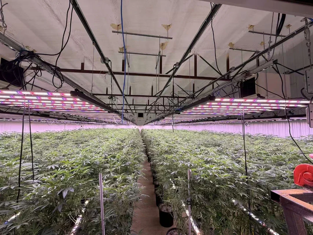 LED Grow Lights for Indoor Plants: How to Choose and Use