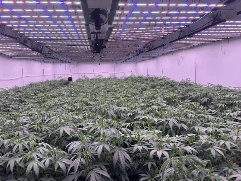 LED Grow Lights for Seedlings Gentle Light for Strong Starts