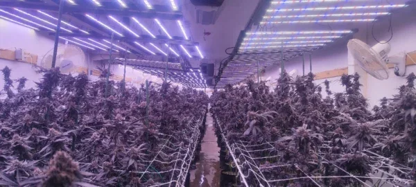 Most Efficient LED Grow Lights High PPFD, Low Power Consumption Guide