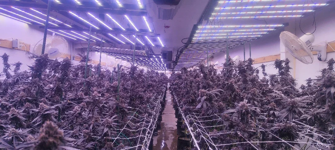 Most Efficient LED Grow Lights High PPFD, Low Power Consumption Guide