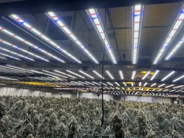 Combating High Electricity Rates: How Large Commercial Cannabis Facilities Can Reduce Energy Costs by 30% with Smart Lighting Controls