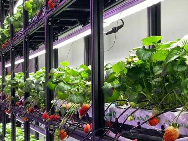 Full-Spectrum LEDs