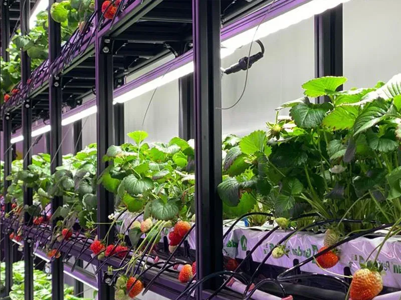 Full-Spectrum LEDs