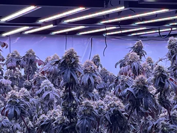Tunable Spectrum LED Grow Lights