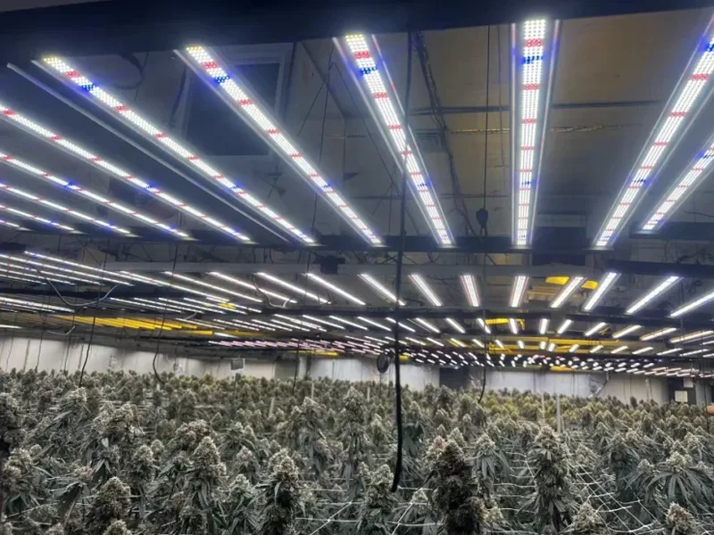 Commercial grow light layout