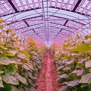 Cucumber Inter-Lighting